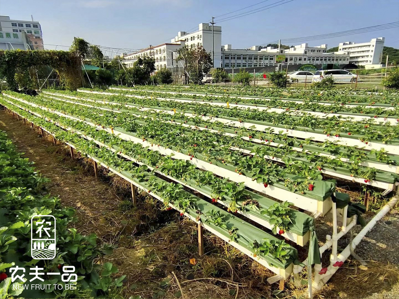 草莓3利用 (11).jpg