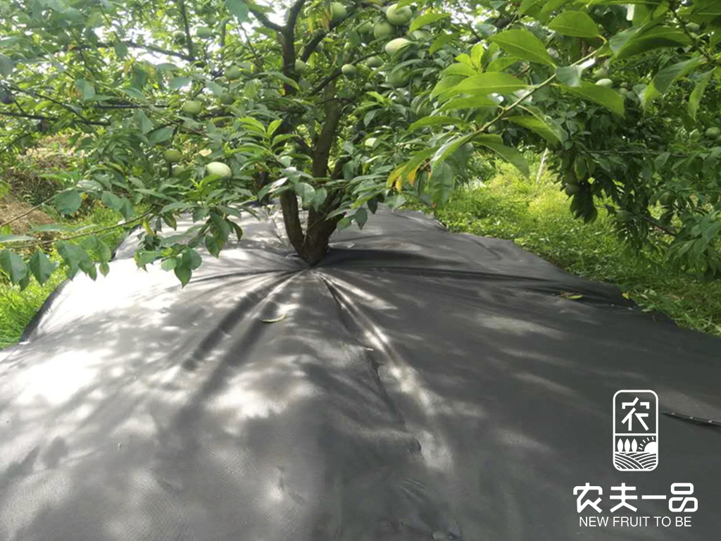 严冬果园办理手艺要点
