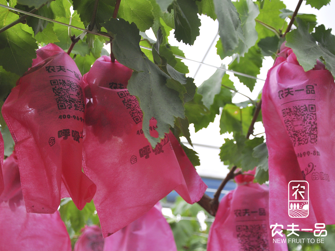 1689939474242219.jpg 套袋白色场景利用 (8).jpg