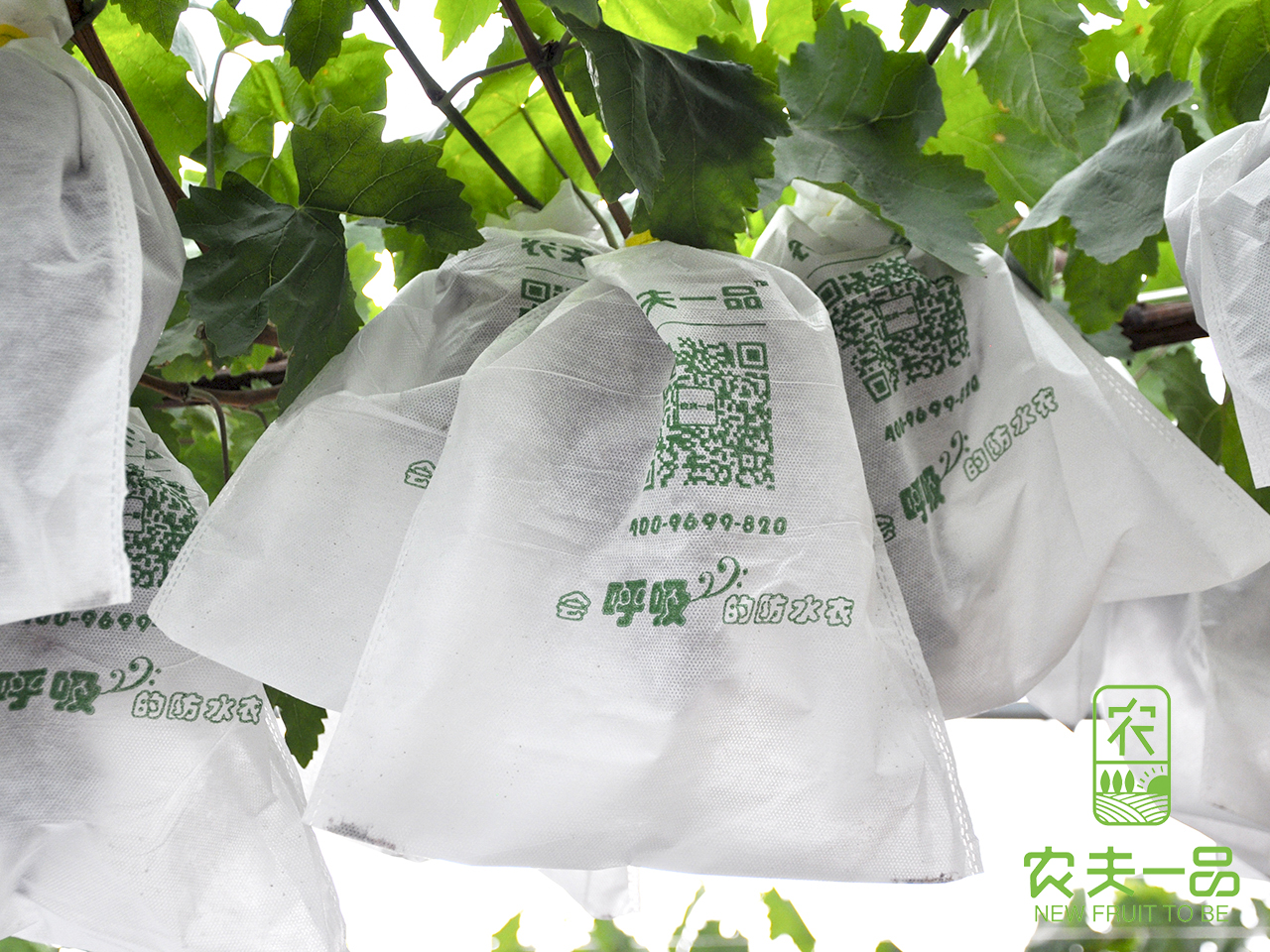 葡萄套袋办理手艺要点