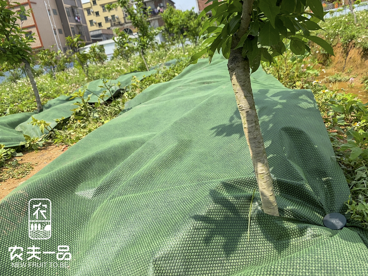 立秋后，除草关头你把握了吗？
