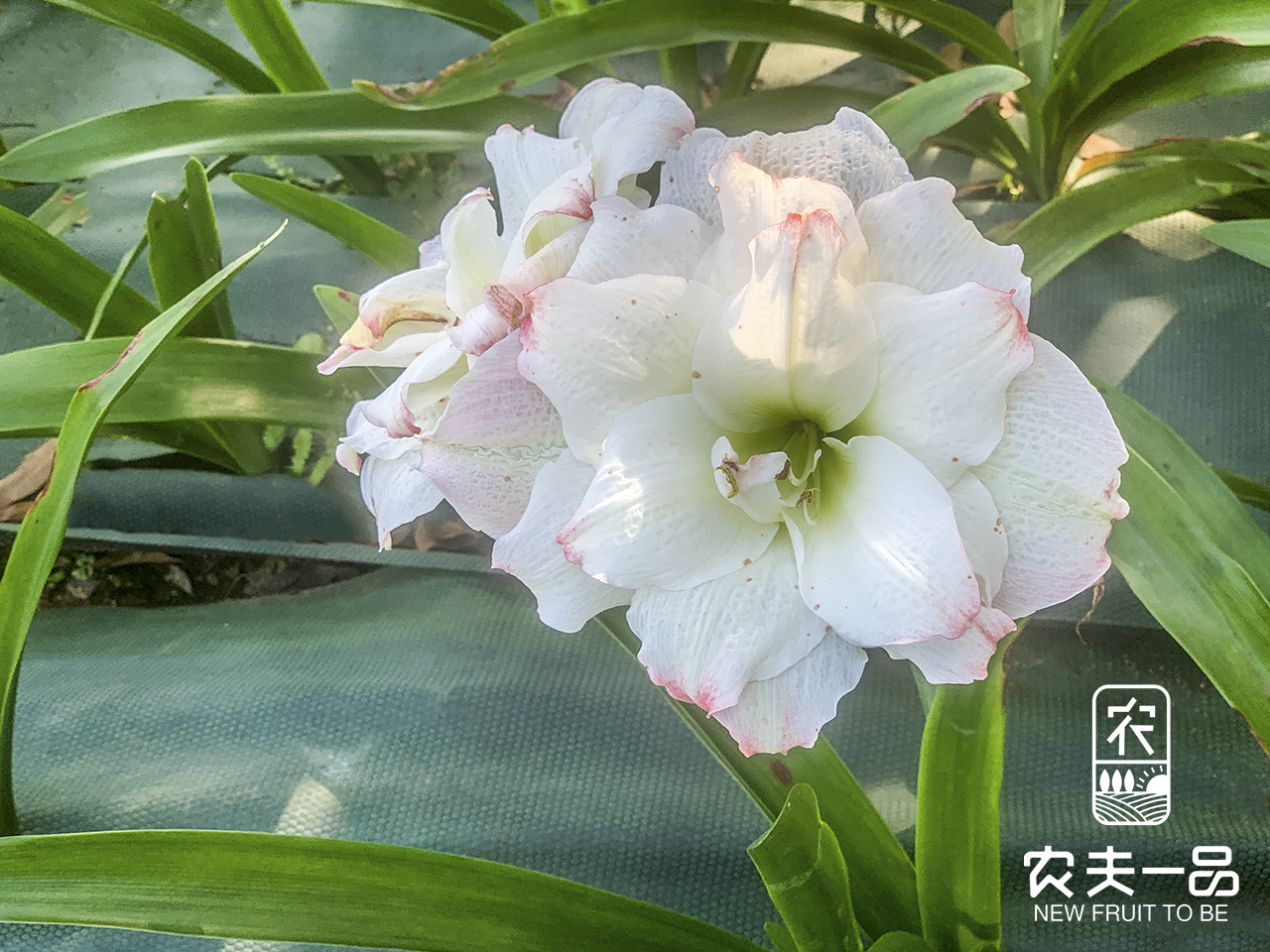 为甚么愈来愈多人都挑选51漫画
除草呢？