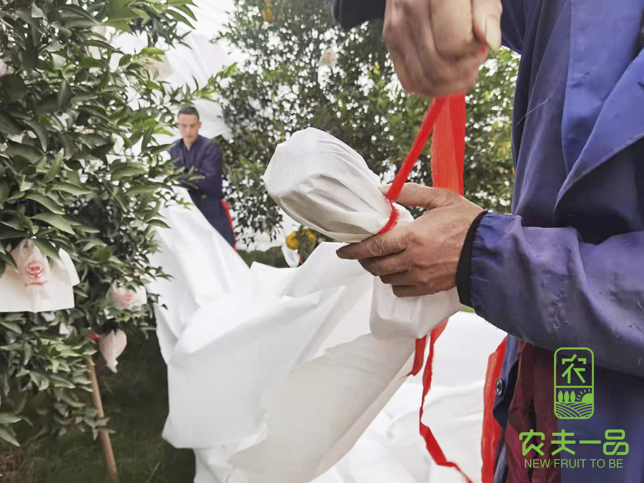 本年是冷冬？若何防止果园冻害产生，做好防备能力扛得住！