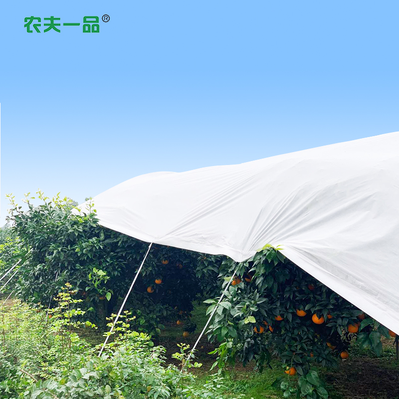 气温低不怕，就怕霜冻！柑橘覆膜有哪些措施？