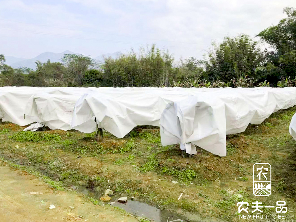 夏季若何掩护枇杷不受冻害，确保稳产、增收、保质？