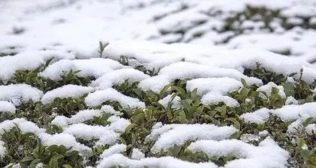 夏季降温，农业出产应把握好冷暖纪律，做好御寒防冻