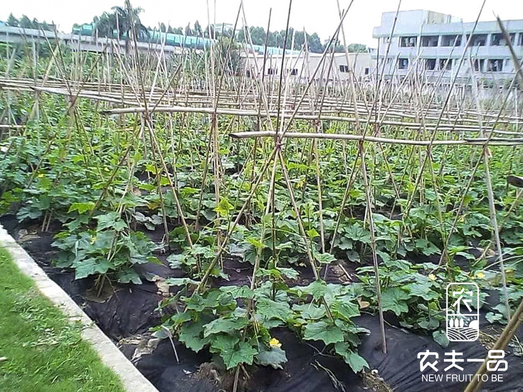 蔬菜3操纵 黄瓜.jpg