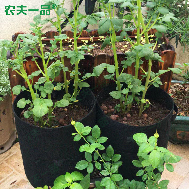 农夫一品美植袋应用案例展示