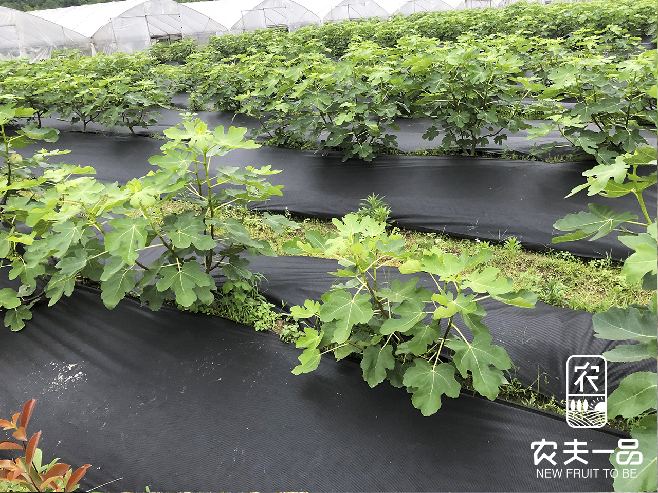 除草剂勒迫对动物的影响有多大？