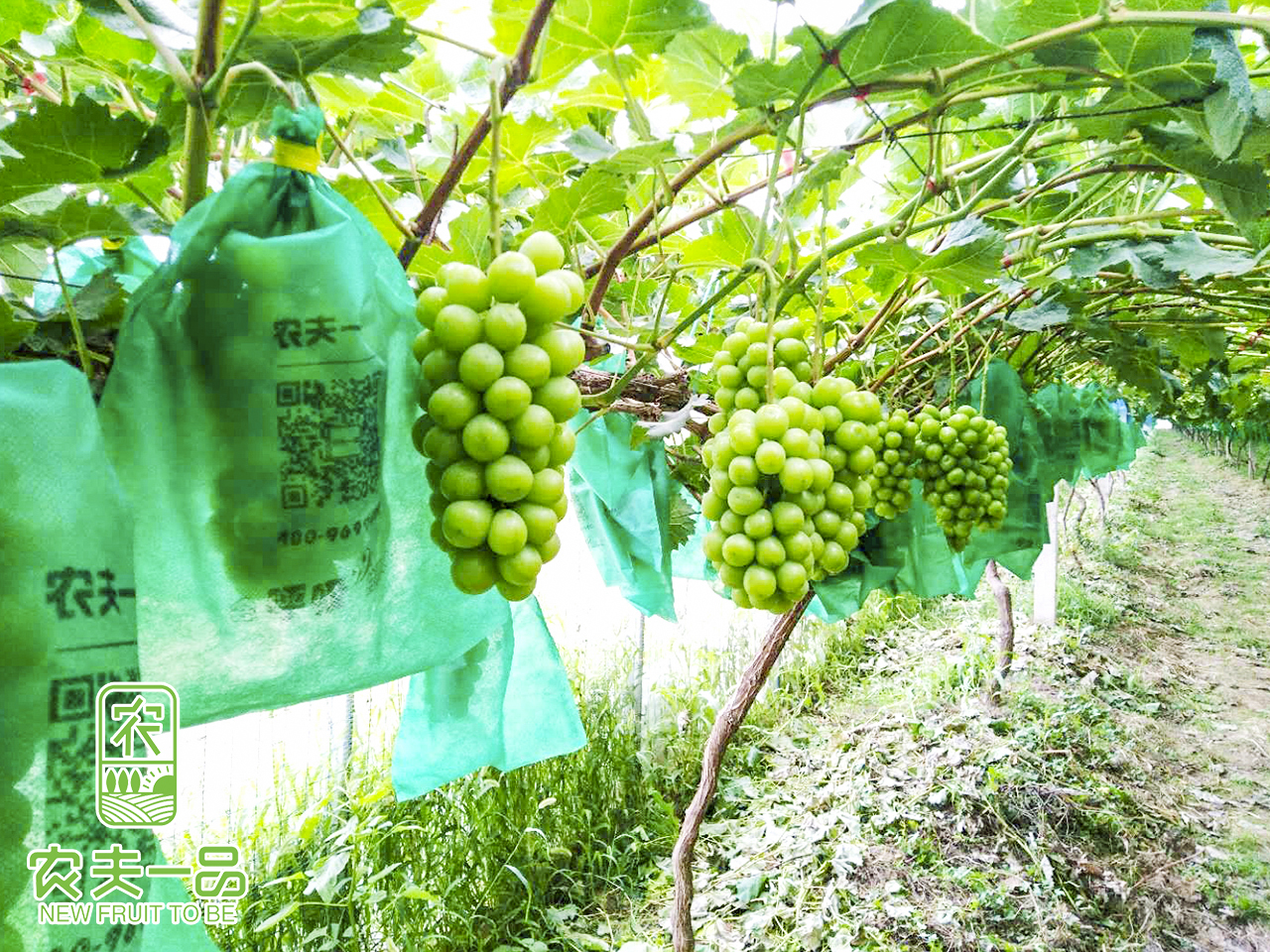葡萄若何莳植能减产？葡萄树的莳植方式和时候？