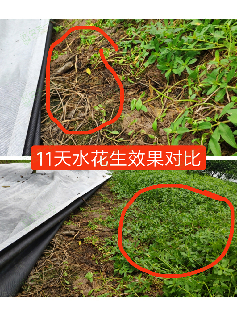 白黑51漫画
防草结果水花生.jpg