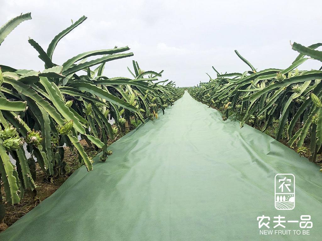 无机农业的除草秘笈你晓得有哪些？