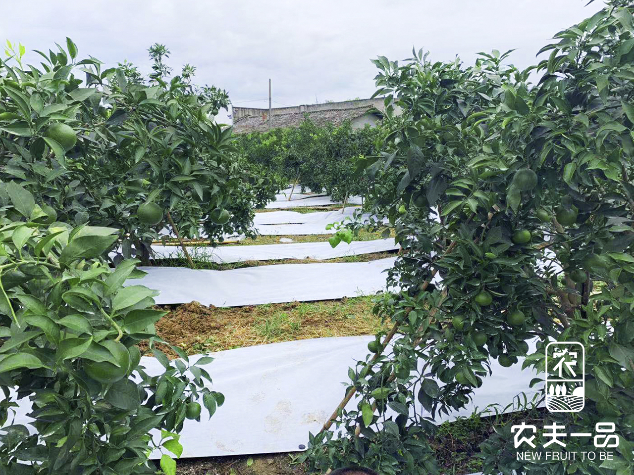 柑桔3利用白黑 (14).jpg