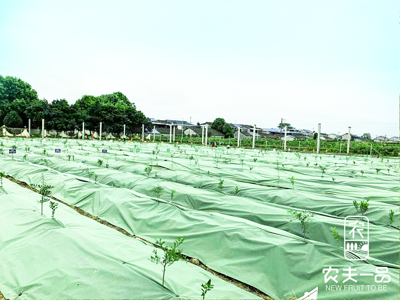 柑桔3利用绿黑 (4).jpg
