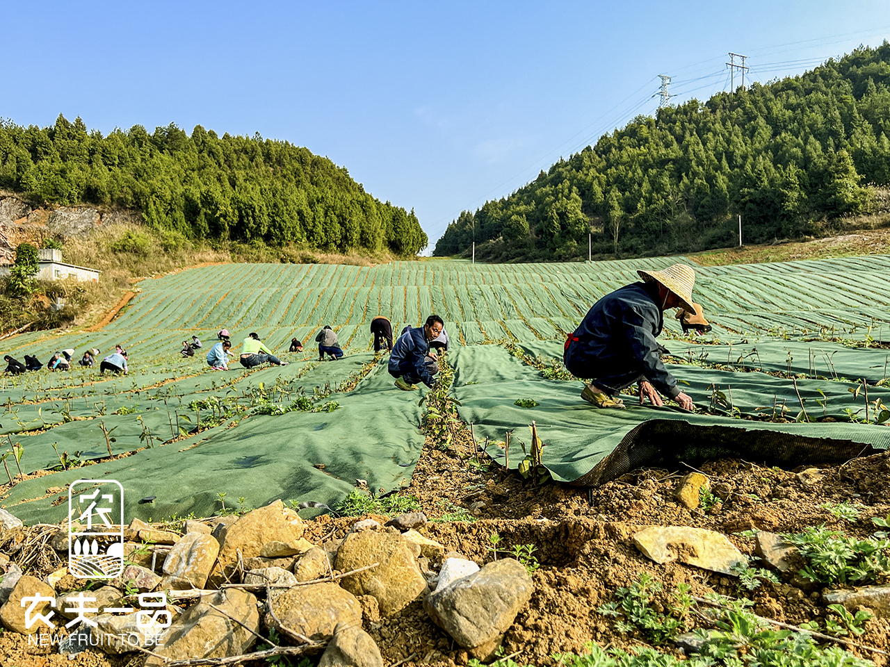 茶叶3应用 (40).jpg