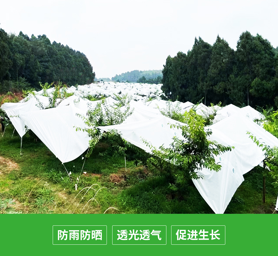 李子避雨布.jpg